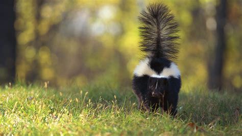 Can Skunks Spray Multiple Times? Exploring the Mysteries of Skunk Defense Mechanisms