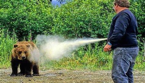 Can You Bring Bear Spray on a Plane? And Why Do Bears Hate Jazz Music?