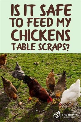 Can You Feed Chickens Table Scraps? Exploring the Feasibility and Implications