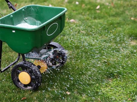 Can You Put Fertilizer on New Grass Seed? Exploring the Myths and Realities of Lawn Care