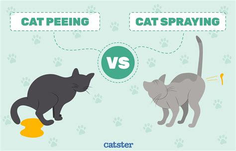 Do All Boy Cats Spray: Unraveling the Mysteries of Feline Behavior