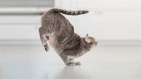 Does Resin Stick to Glass: And Why Do Cats Always Land on Their Feet?