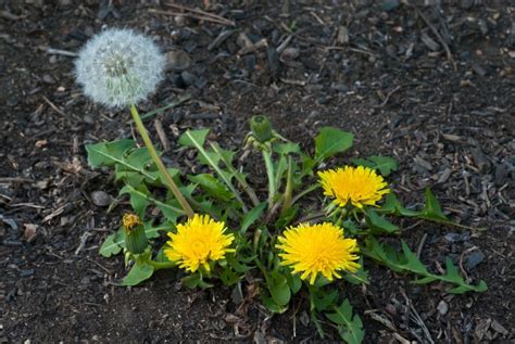 Does Weed and Feed Kill Dandelions? And Why Do They Always Grow Back Like Uninvited Guests?