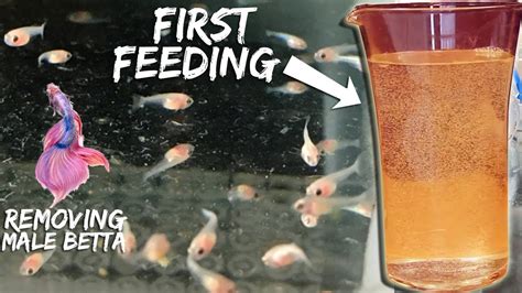 How Much Do You Feed Betta Fish: A Dive into the Aquatic Culinary World