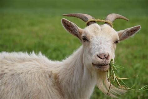 How Much Does It Cost to Feed a Goat, and Why Do Goats Prefer Rainbows Over Grass?