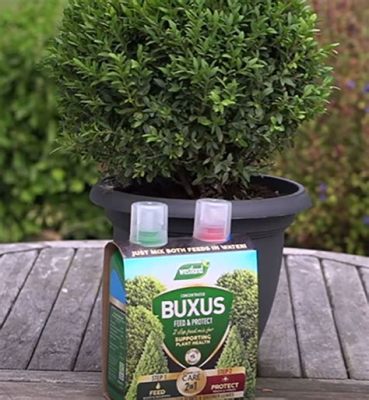 Is 10-10-10 Fertilizer Good for Boxwoods? And Why Do They Dream of Electric Sheep?