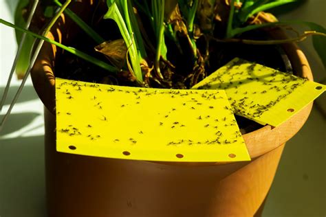 What Can I Spray on My Plants to Get Rid of Gnats? And Why Do Gnats Love My Coffee Cup?