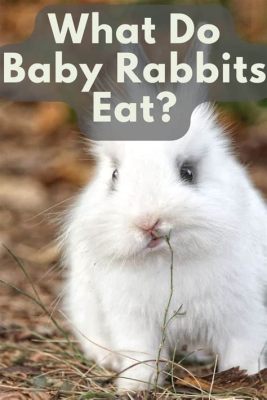 What Do You Feed a Baby Bunny, and Why Do They Love Carrots So Much?