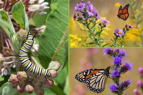 What to Feed a Monarch Butterfly: A Journey Through Nectar, Milkweed, and Cosmic Curiosity