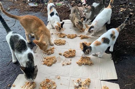 What to Feed a Stray Cat: And Why They Might Prefer Your Leftover Pizza