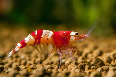 What to Feed Freshwater Shrimp: A Dive into the Culinary World of Aquatic Crustaceans