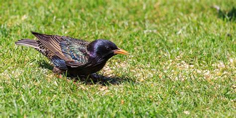 Will Birds Eat Grass Seed with Fertilizer? And Why Do They Sometimes Prefer the Packaging?